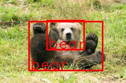 Two bears wrongly detected by YOLO2